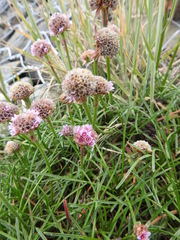 Armeria curvifolia