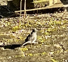 Junco hyemalis