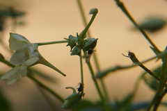 Impatientinum asiaticum