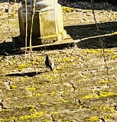 Junco hyemalis