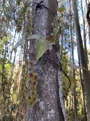 Dioscorea bryoniifolia
