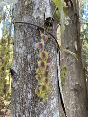 Dioscorea bryoniifolia