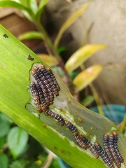 Xanthopastis timais