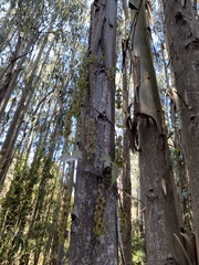 Dioscorea bryoniifolia