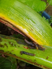 Xanthopastis timais