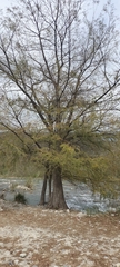 Taxodium mucronatum