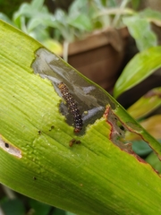 Xanthopastis timais