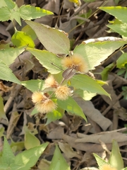 Chromolaena bigelovii