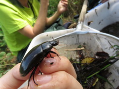 Hydrophilus acuminatus