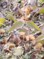 Chromolaena bigelovii