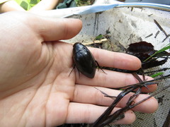 Hydrophilus acuminatus