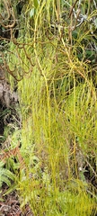 Lycopodiaceae