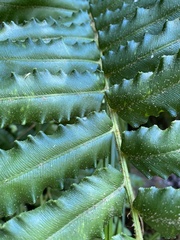 Blechnum chilense