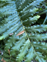 Blechnum chilense