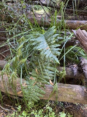 Blechnum chilense