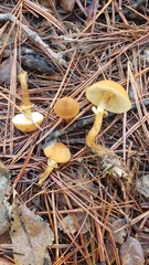 Cystoderma carcharias fallax
