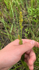 Carex annectens