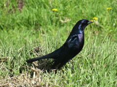 Molothrus bonariensis