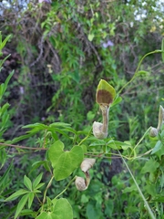 Aristolochia argentina