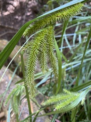 Carex excelsa