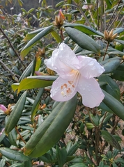 Rhododendron latoucheae