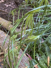 Carex excelsa