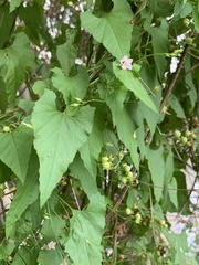 Convolvulus farinosus