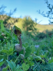 Aristolochia argentina