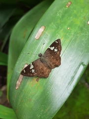 Celaenorrhinus eligius