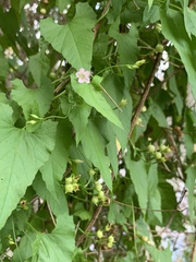 Convolvulus farinosus