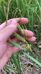 Carex hyalinolepis