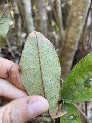 Aextoxicon punctatum