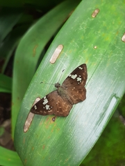 Celaenorrhinus eligius