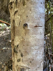 Aextoxicon punctatum