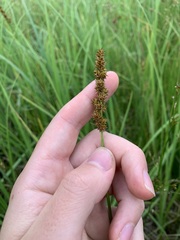 Carex triangularis