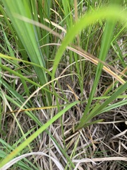 Carex triangularis