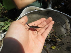 Laccotrephes japonensis
