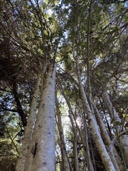 Aextoxicon punctatum