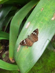 Celaenorrhinus eligius