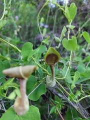 Aristolochia argentina