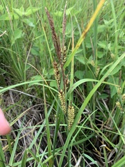 Carex hyalinolepis
