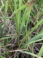 Carex hyalinolepis