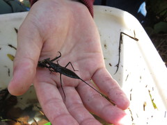 Laccotrephes japonensis
