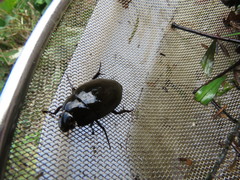 Hydrophilus acuminatus