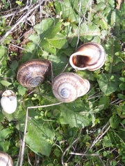 Otala punctata