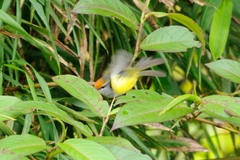 Phyllergates cucullatus