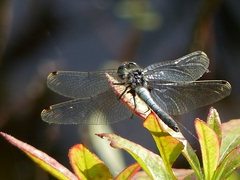 Leucorrhinia frigida