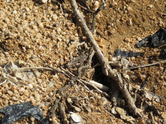 Calliptamus abbreviatus