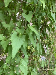 Convolvulus farinosus
