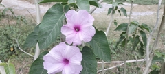 Ipomoea carnea fistulosa